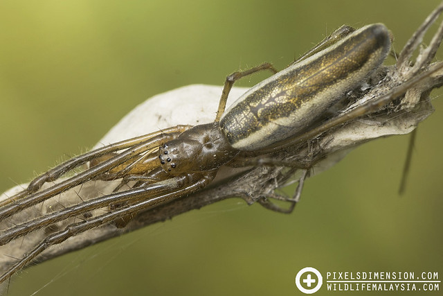 Long-Jawed Mother Spider guarding her egg sac- Tetragnatha cf. mandibulata ♀