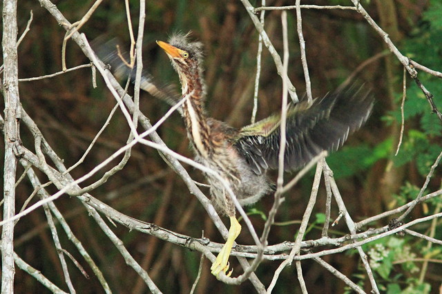 Green Heron nestling trying wings 4-20150605