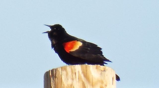 Red-wing Blackbird Male, Mesilla Valley Bosque