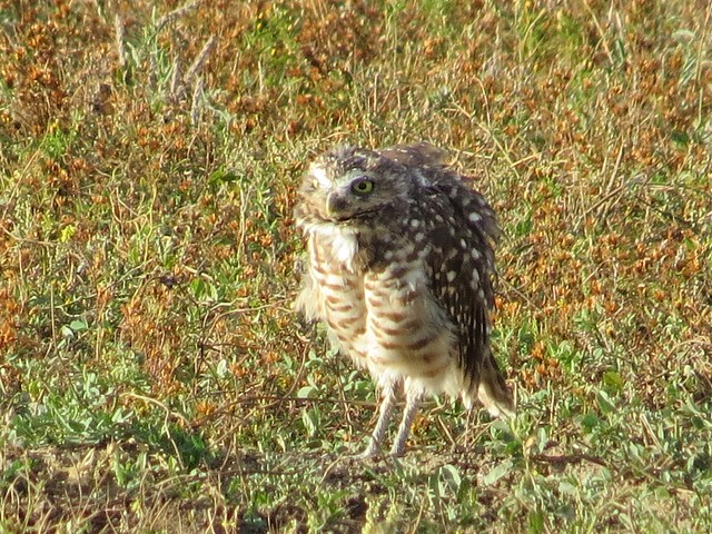 Burrowing Owl in The Badlands National Park in South Dakota 14