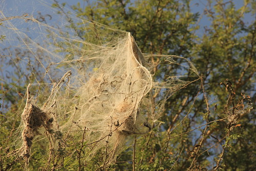 Weird spider web