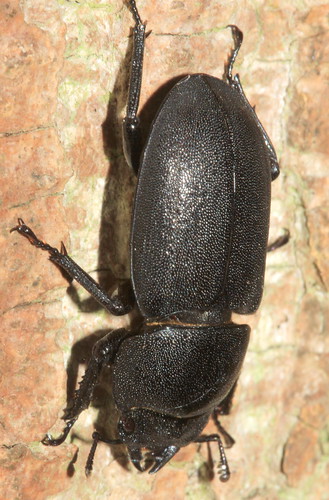 Beetle 9292