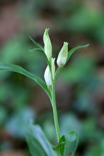 White Helleborine Cephalanthera damasonium