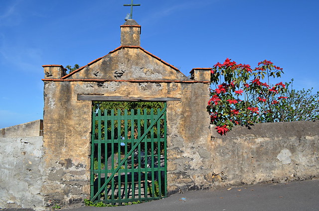 Wild poinsettias, La Orotava, Tenerife