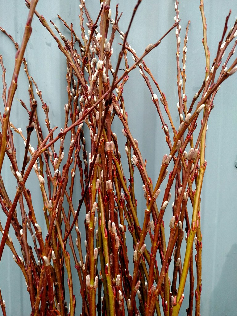red pussy willow