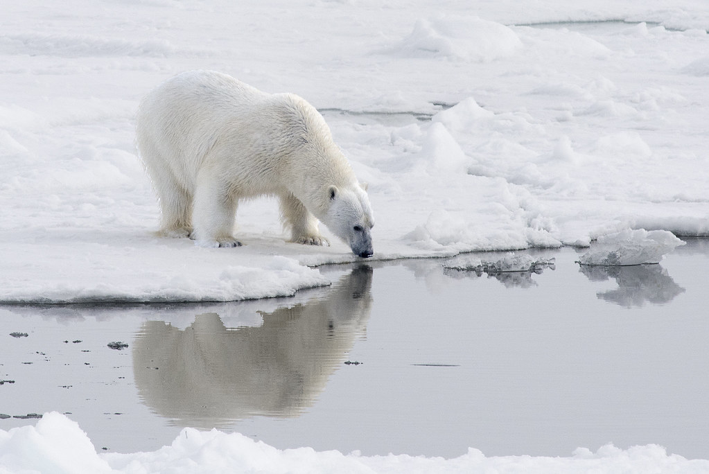 Polar Bears near the North Pole | Christopher Michel | Flickr