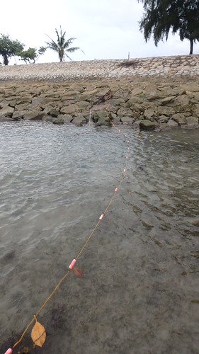 600m long fishing net laid at Pulau Semakau (South) Jan 2017