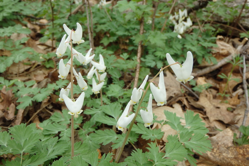 up-close view of Dutchman's breeches wildflowers