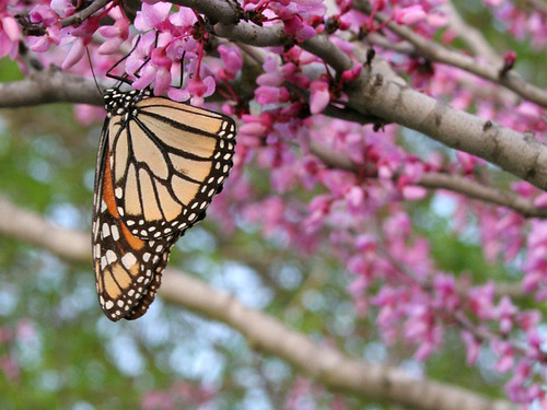 FOB_butterfly_redbud_close