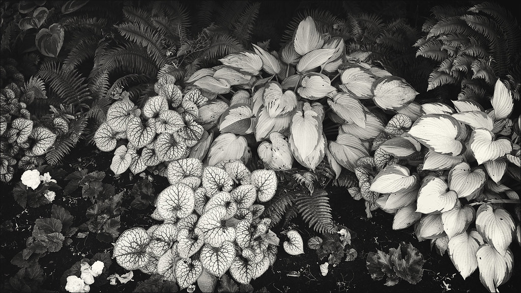 06/01/2015 ~ Variegated Foliage & Ferns