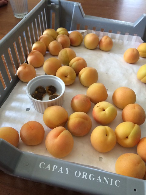 Royal Blenheim Apricots