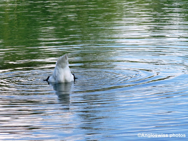 Swan on River Aare
