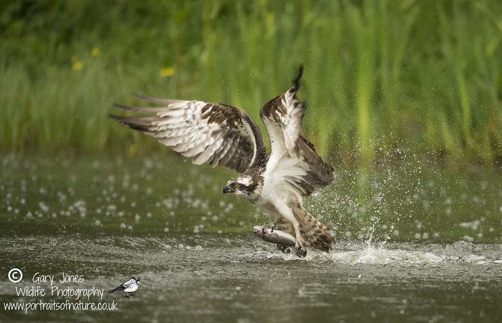 lift off from the water with a nice trout