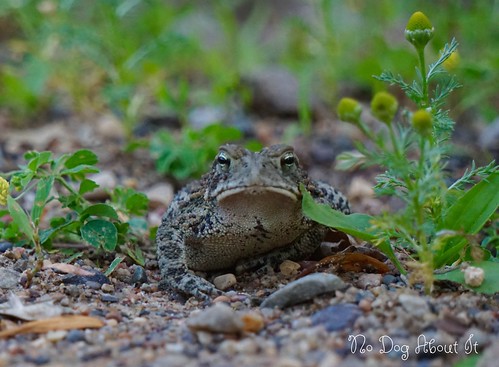 Mr Toad says hello