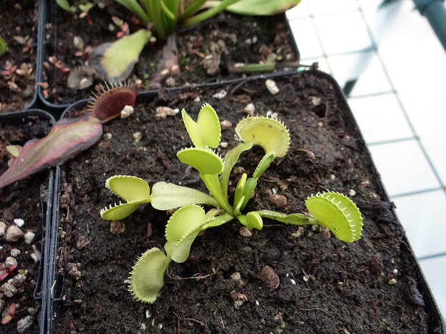 Dionaea muscipula 'Harmony'