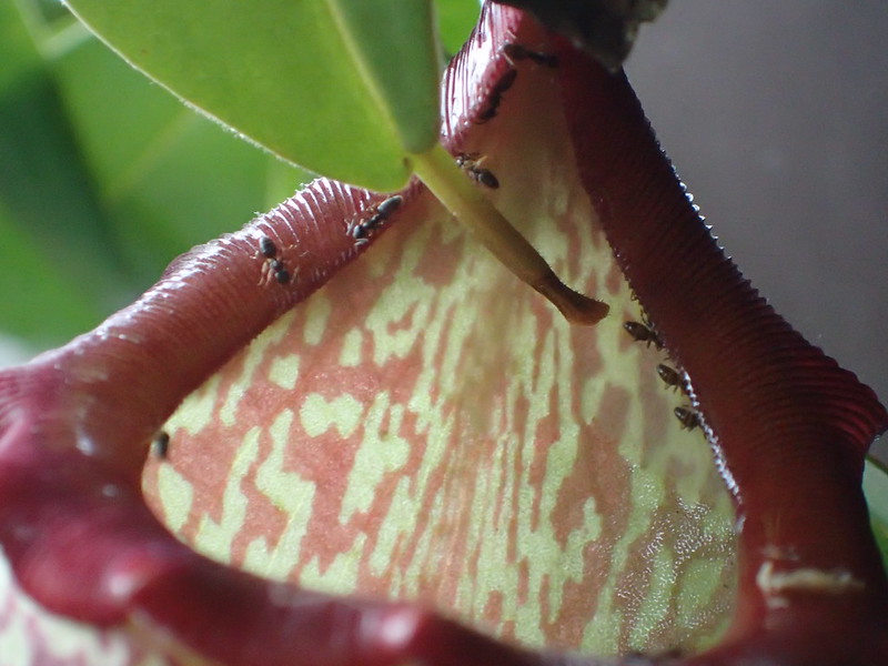 Ants on the rim of a pitcher