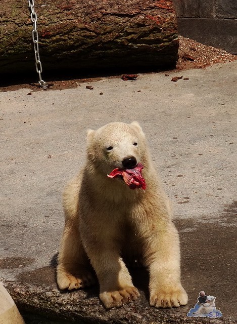 Eisbär Fiete im Zoo Rostock 20.06.2015  4