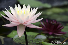 Nymphaea Sunny Pink 1997