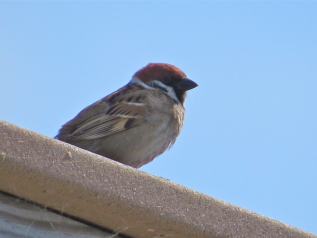 Eurasian Tree Sparrow at Emiquon the Nature Conservancy in Fulton County, IL