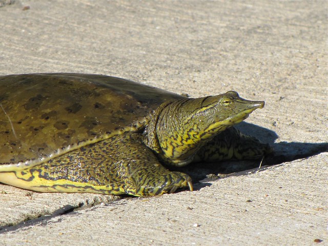Eastern Softshell Turtle on 06-16-10 in Normal, IL 02