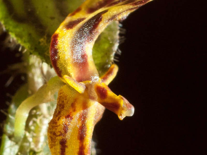 Lepanthes platysepala close-up
