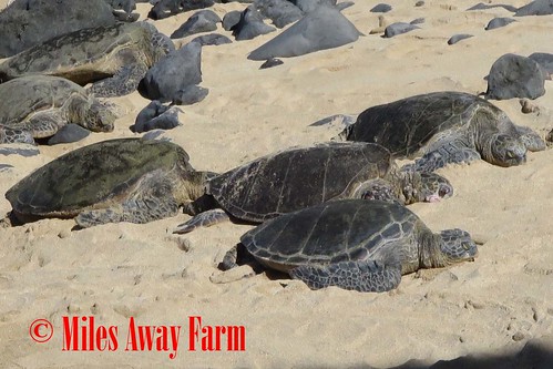 Sea Turtles Maui