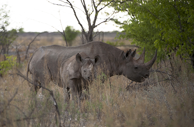 NAMIBIA & KRUGER por libre: 21 días Very WILD - Blogs de Africa Sur - Parque Nacional ETOSHA (26)