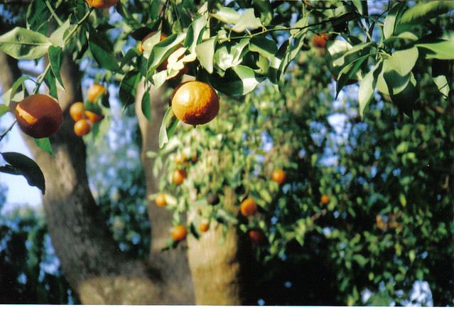 tangerine tree