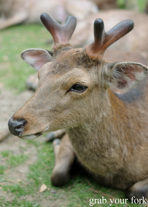 Wild deer at Nara Park, Japan