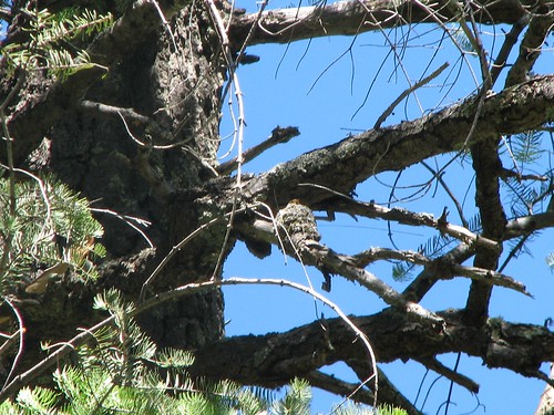 Tufted Flycatcher (on nest)