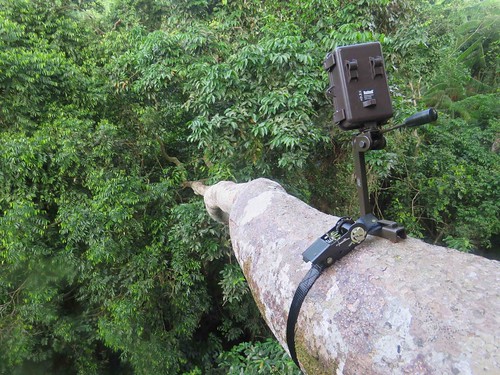 canopy camera_along a horizontal limb
