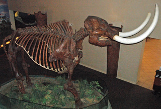 Mammut americanum (American mastodon) (Pleistocene; Aucill… | Flickr