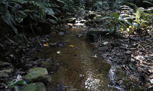 Rio Carioca em sua nascente, na Floresta da Tijuca