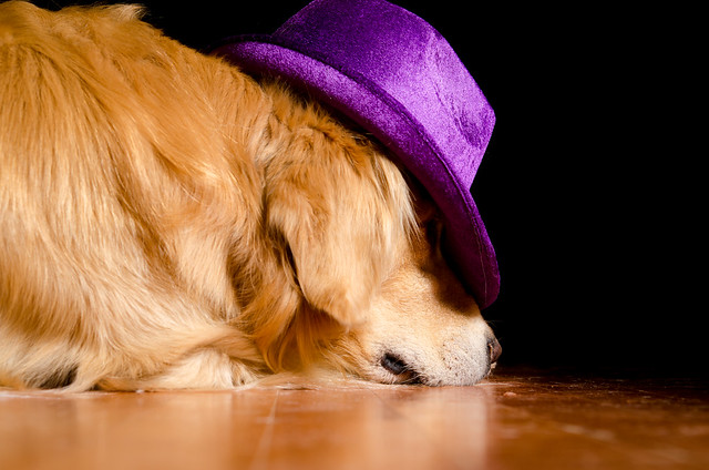 Dog in a Hat