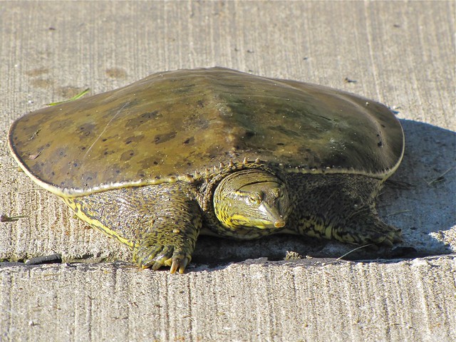 Eastern Softshell Turtle on 06-16-10 in Normal, IL 06