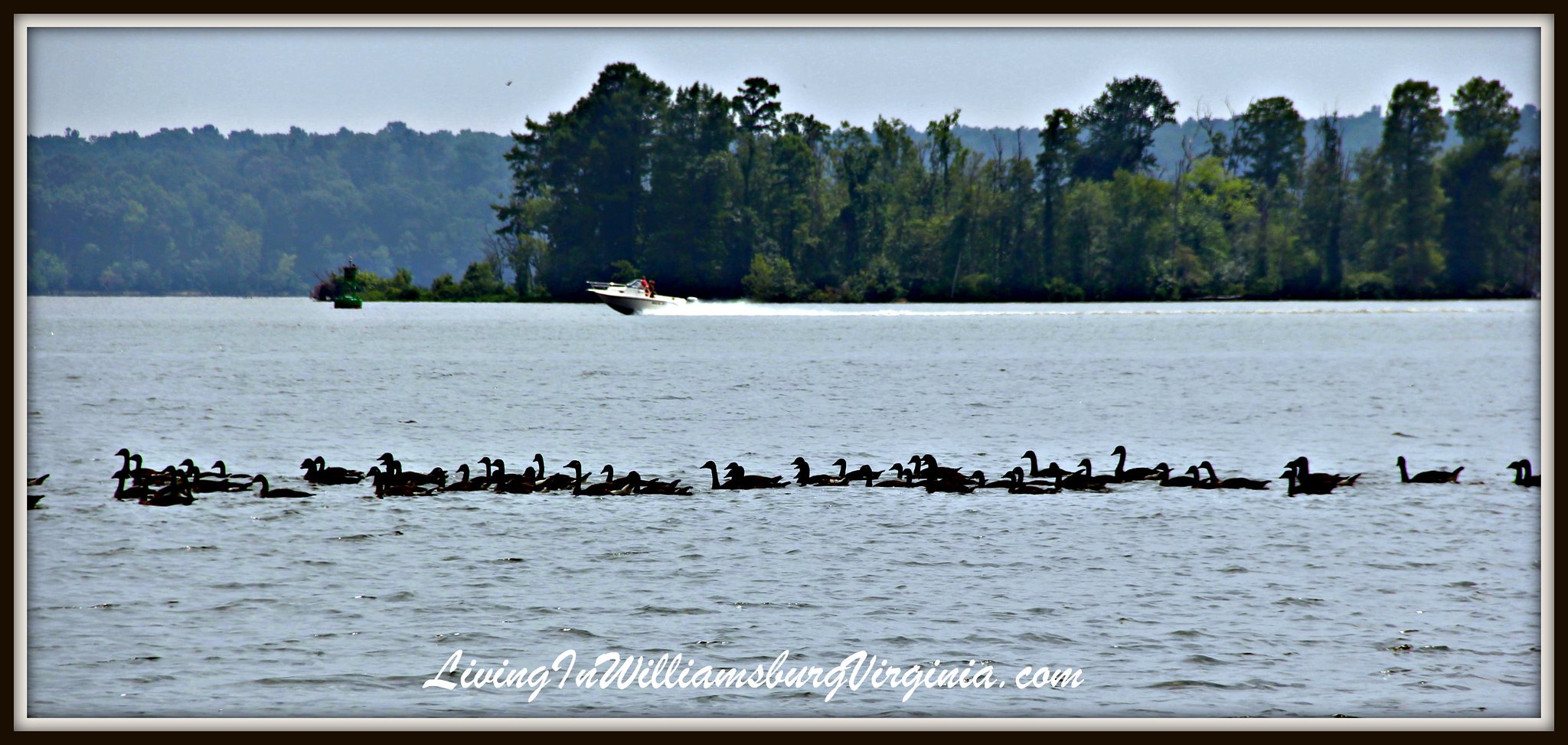 Gaggle on the River
