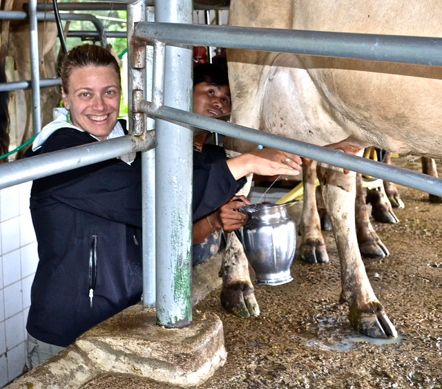dairy farm tour - cow milking - La Ruta del Yalu