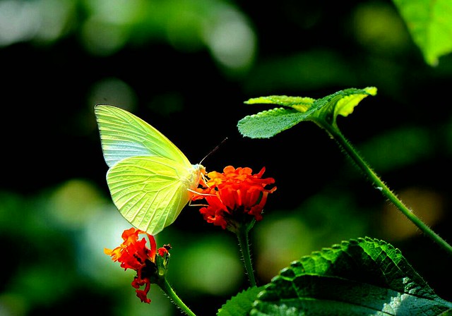 淡黃蝶並不影響生態環境。攝影：許書國