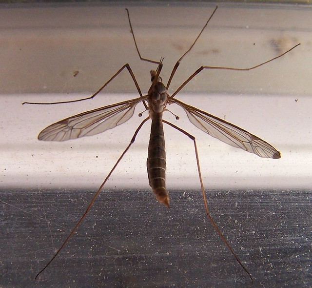 Большое насекомое похожее. Красный комар долгоножка. Жало, у насекомых. Насекомое похожее на комара. Похож на комара.