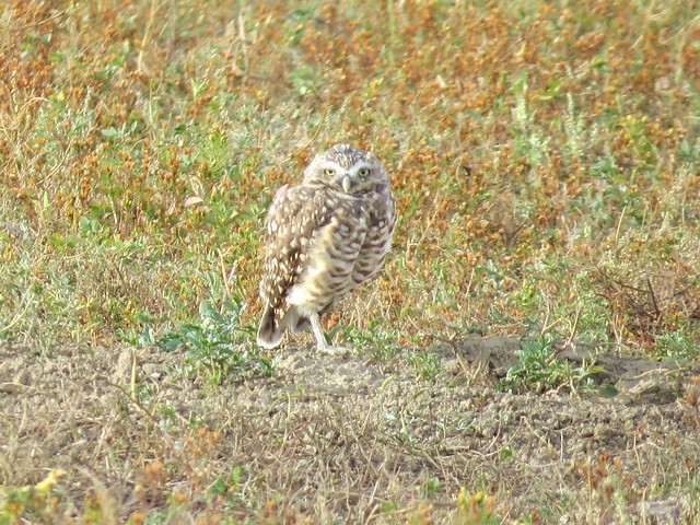 Burrowing Owl in The Badlands National Park in South Dakota 01