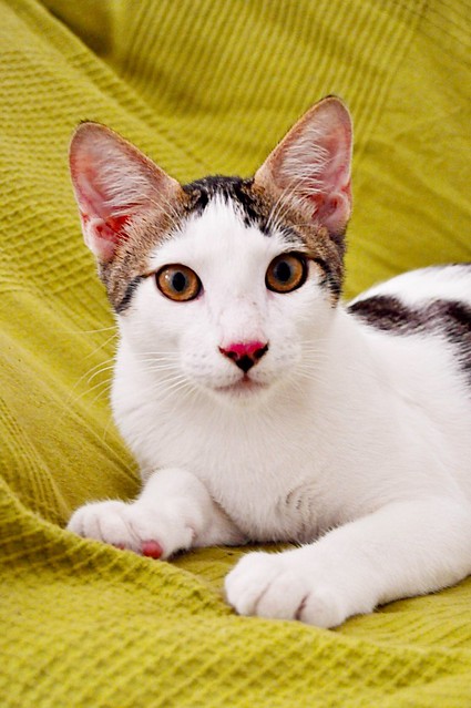 Abel, gatito blanco y pardo cariñoso y activo esterilizado, nacido en Marzo´15, en adopción. Valencia. ADOPTADO. 20162395910_bdfa9188b3_z