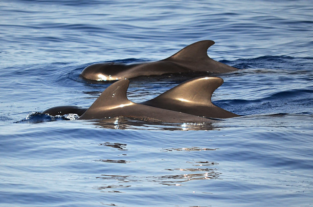 A trio of Pilot whales swimming close to the yacht, Tenerife