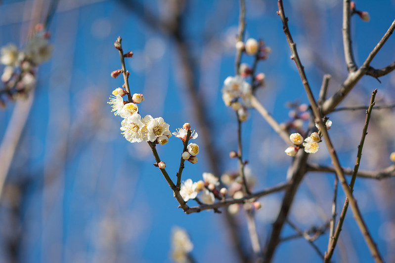 汐入公園に咲く梅の花
