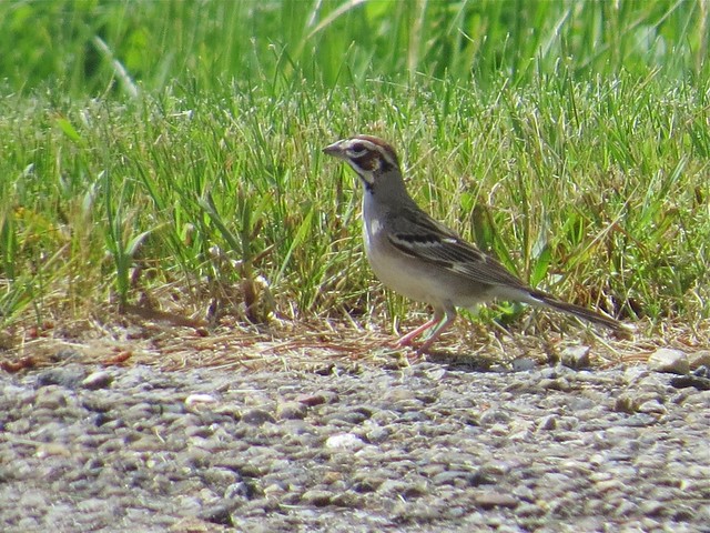 Lark Sparrow at Moraine View State Park in McLean County, IL 01