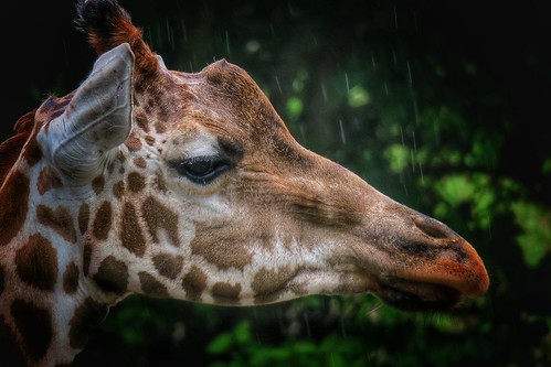 rain, giraffe and G3X