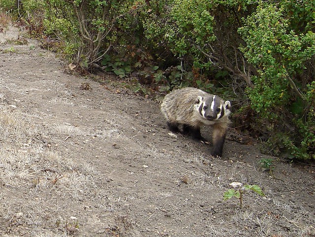 badger