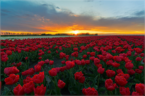 Mooie zonsondergang boven de tulpen