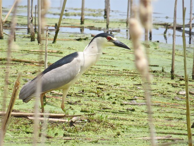 Black-crowned Night-heron at Emiquon the Nature Conservancy in Fulton County, IL 03