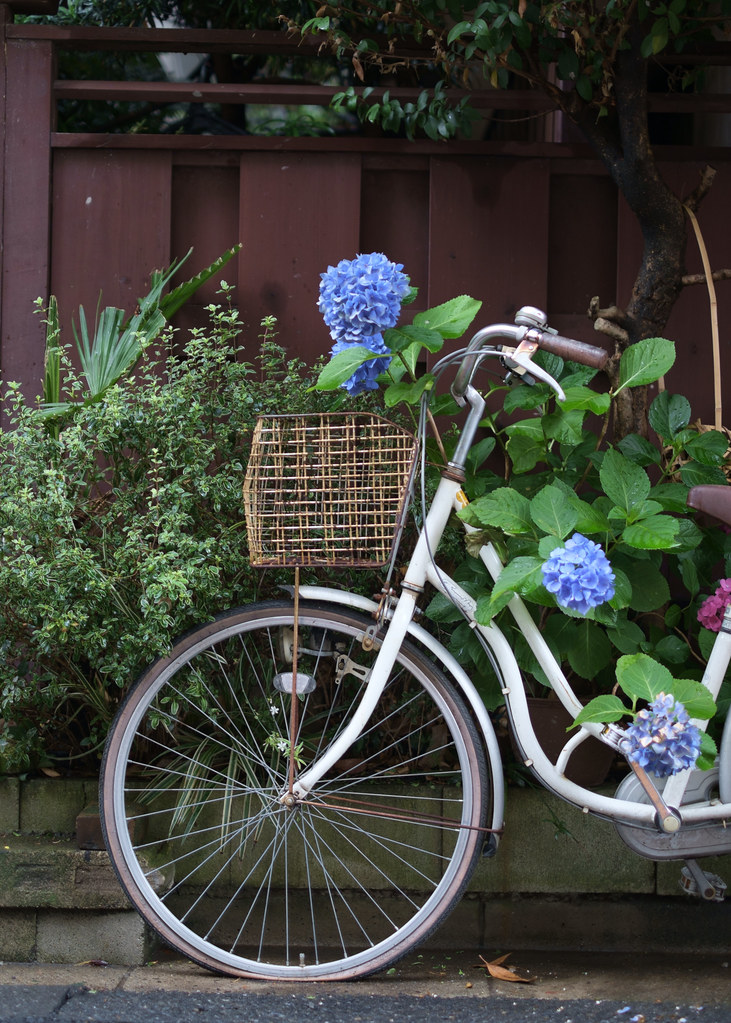 Hydrangea and bicycle 2015/06/19 XE104459