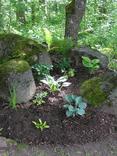 New Woodland Bed